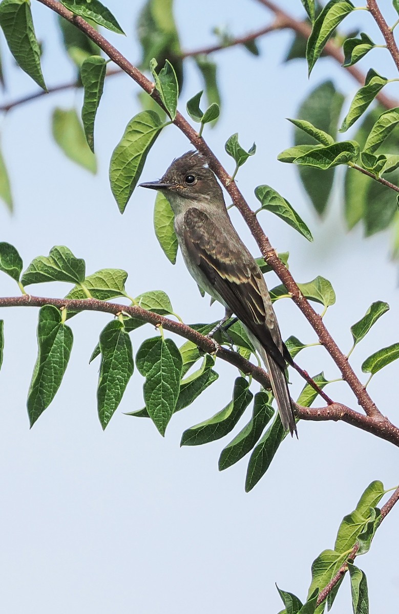 Western Wood-Pewee - ML641309585
