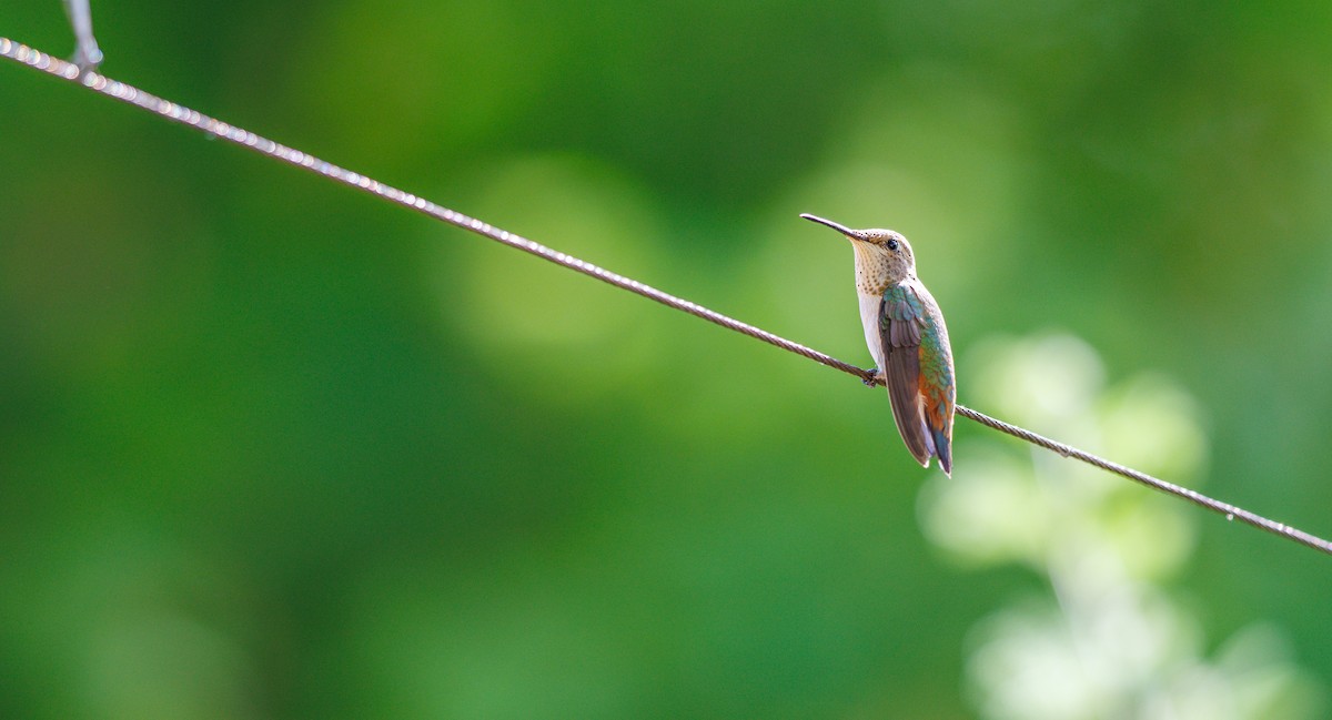 Rufous Hummingbird - ML641309586