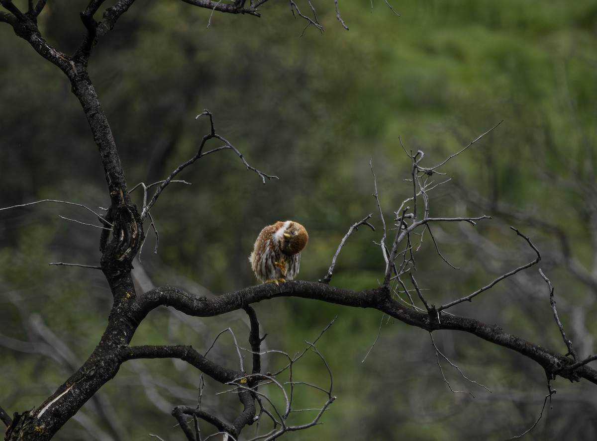 Austral Pygmy-Owl - ML641309587