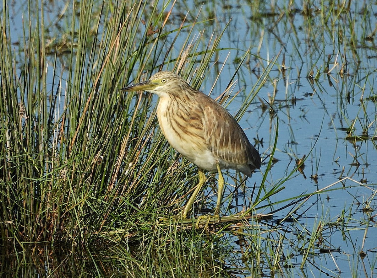 Squacco Heron - ML641309589