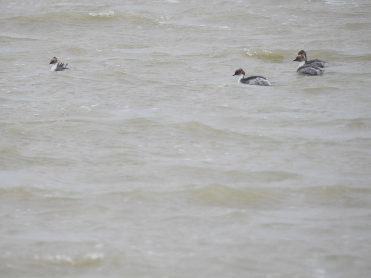 Silvery Grebe - ML641309590