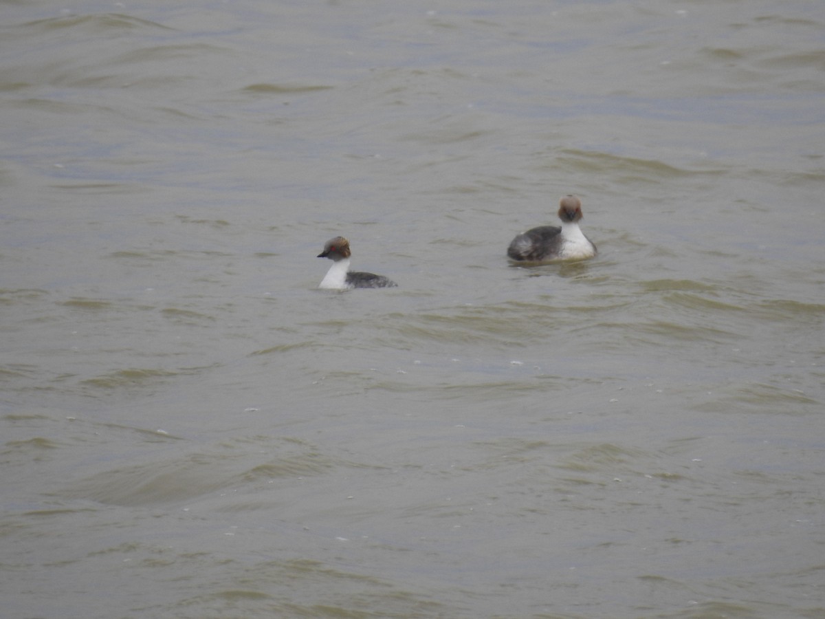 Silvery Grebe - ML641309591