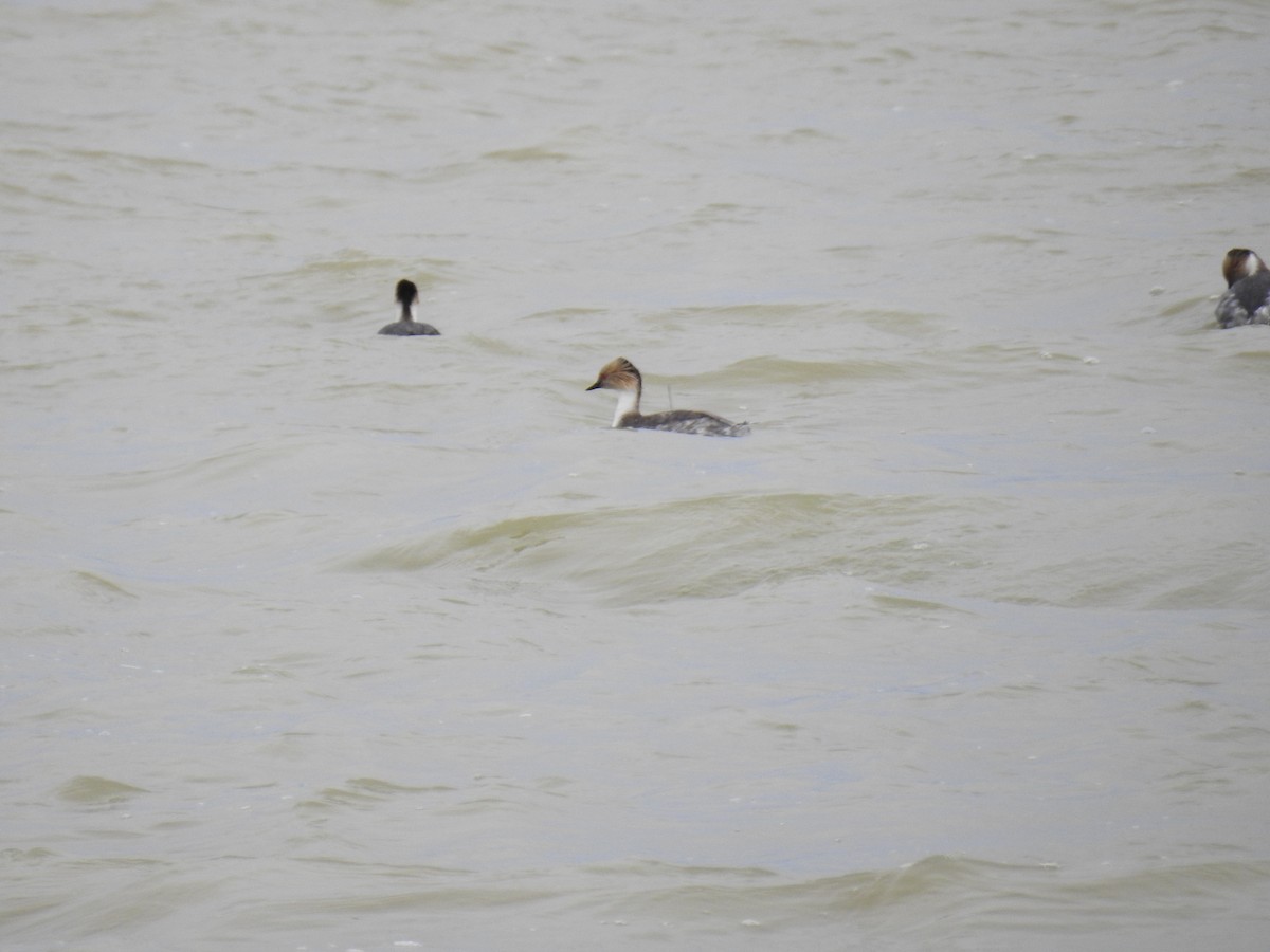 Silvery Grebe - ML641309593