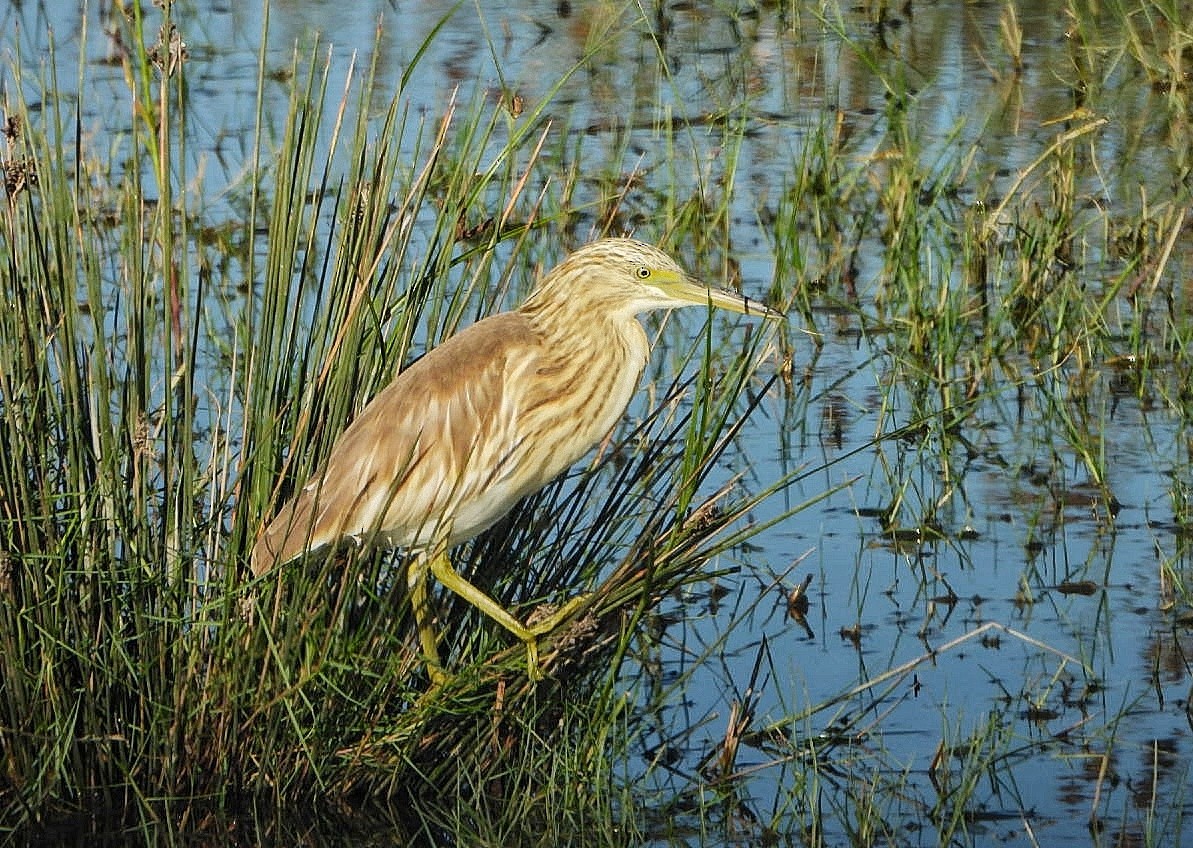Squacco Heron - ML641309596