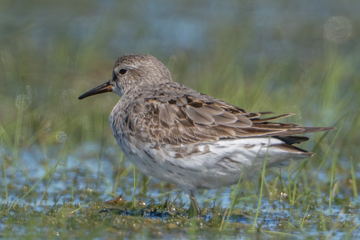 White-rumped Sandpiper - ML641309598