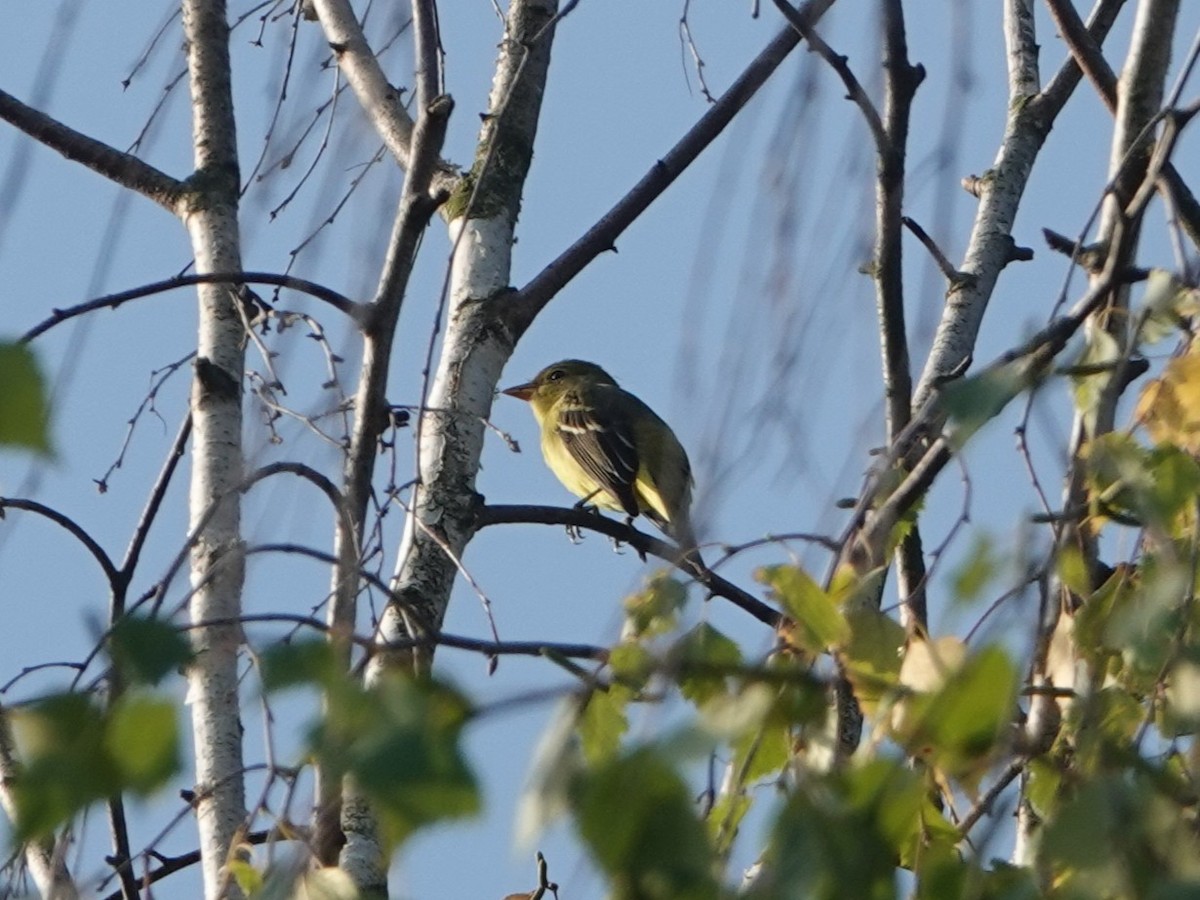 Western Tanager - ML641309601