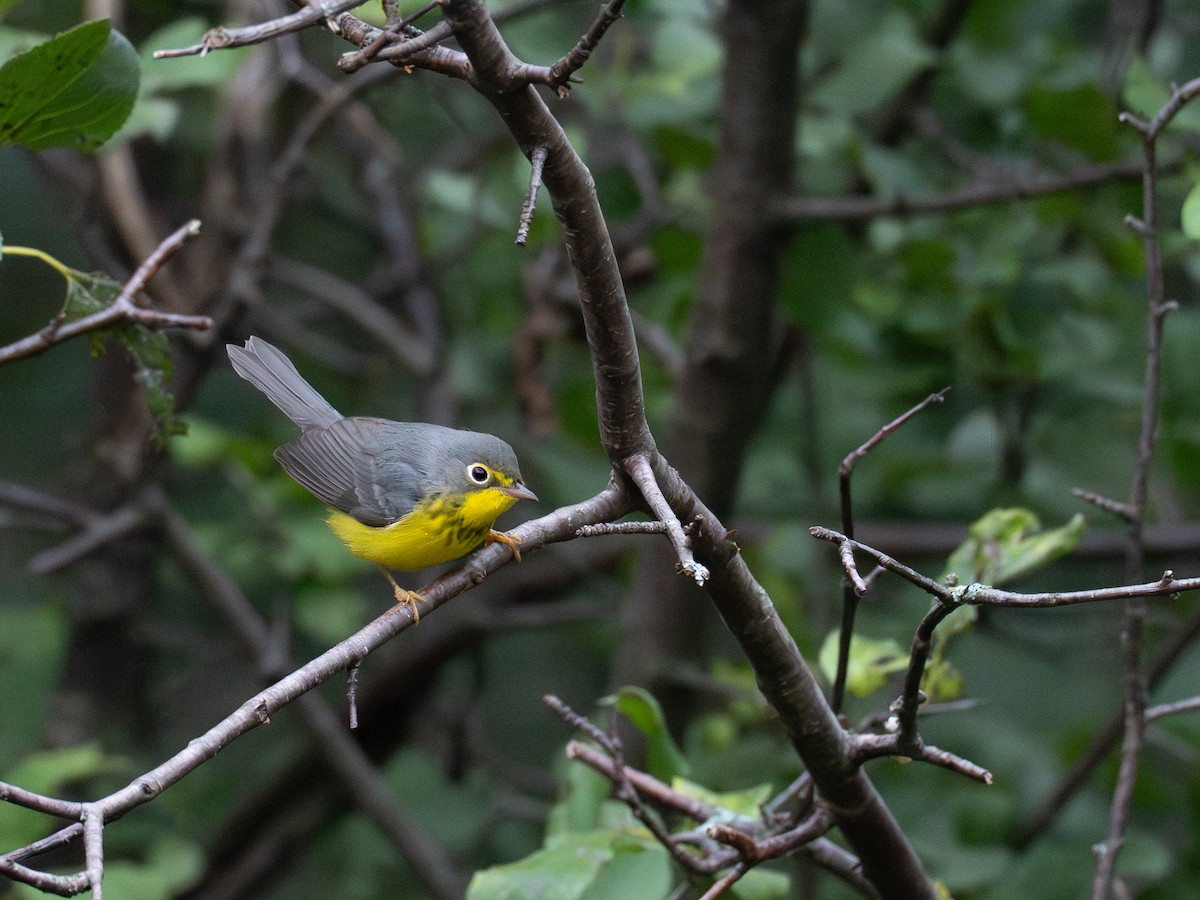 Canada Warbler - ML641309602
