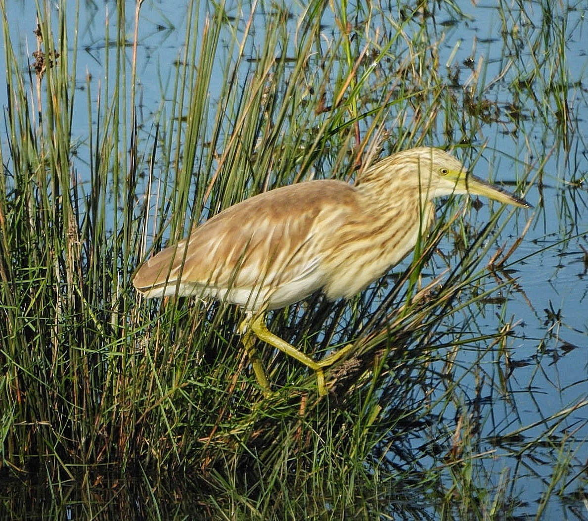Squacco Heron - ML641309603