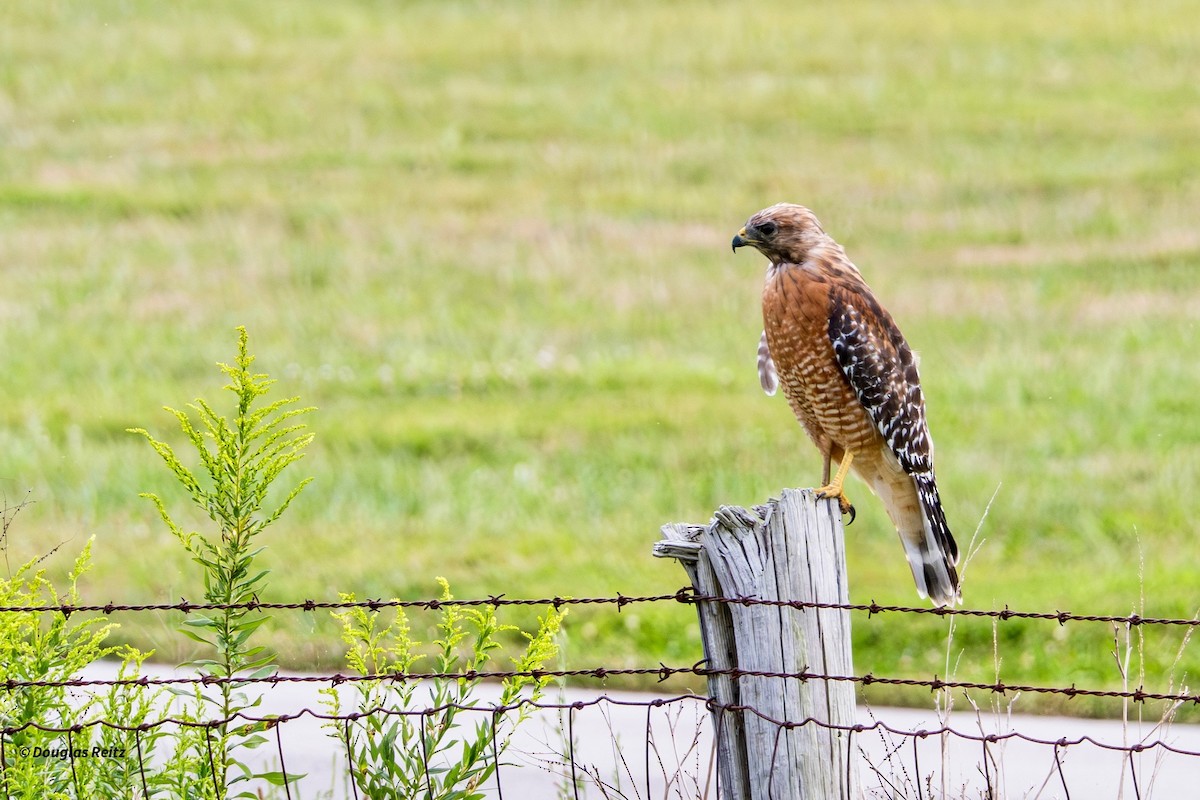 Red-shouldered Hawk - ML641309604