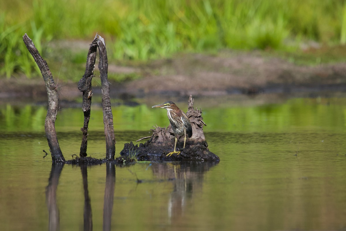 Green Heron - ML641309634