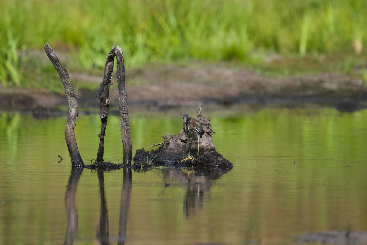 Green Heron - ML641309637