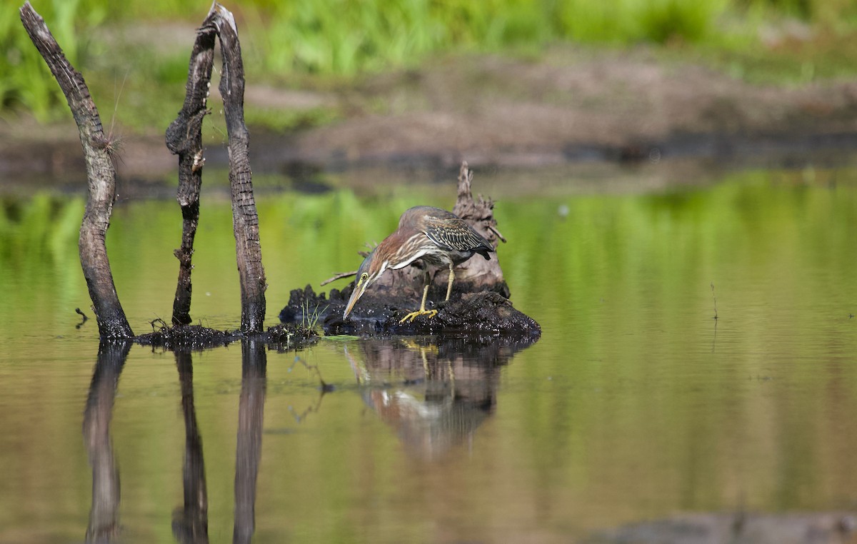 Green Heron - ML641309646