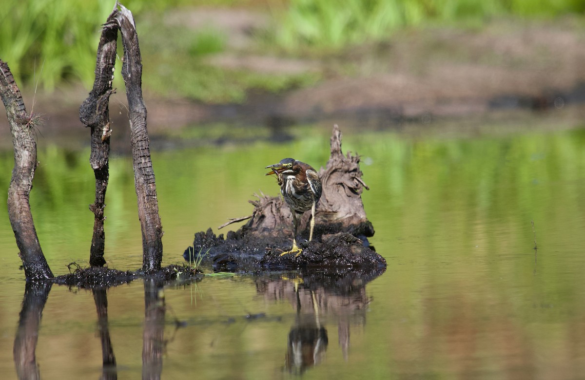 Green Heron - ML641309647