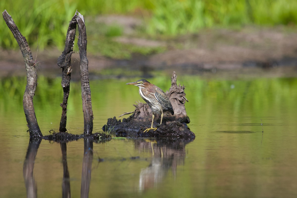 Green Heron - ML641309648