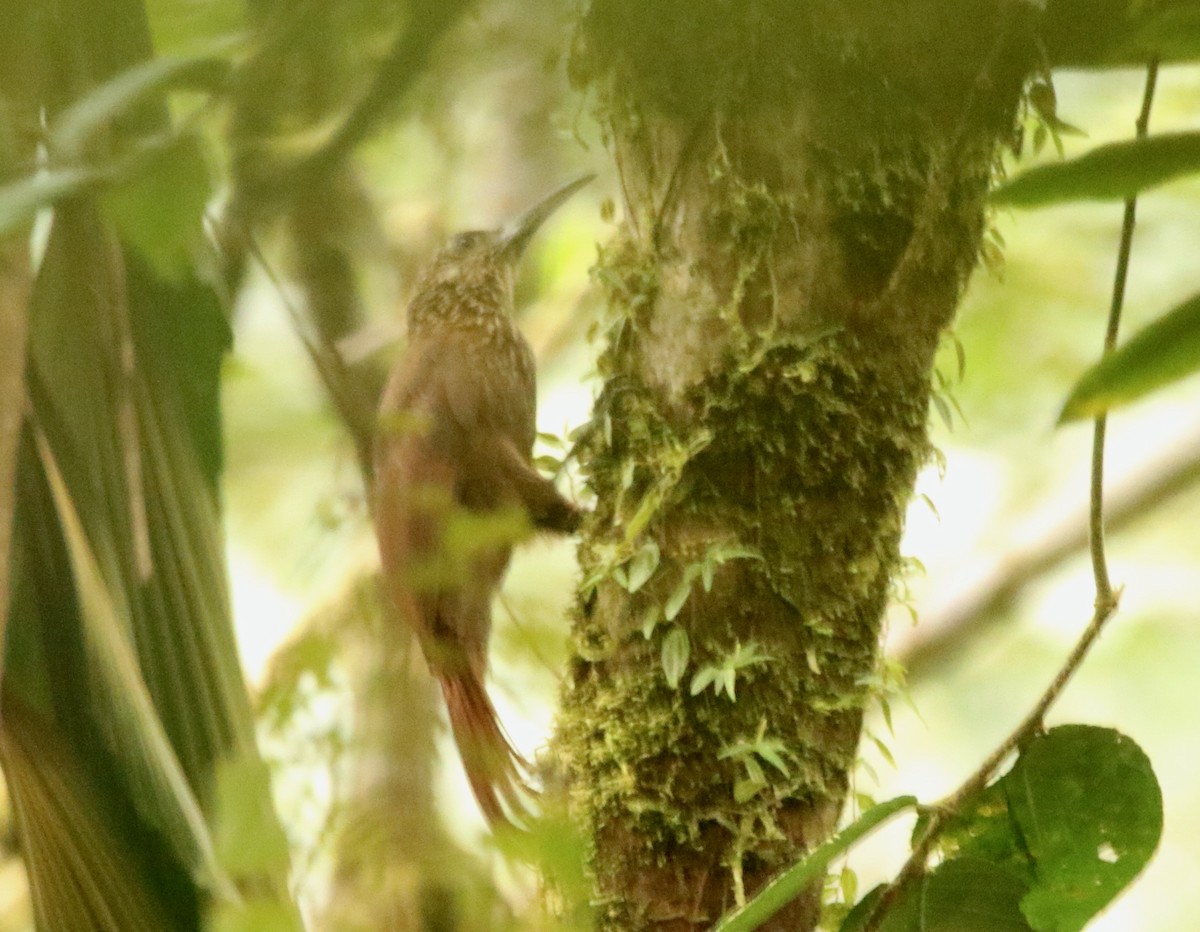 Strong-billed Woodcreeper - ML641309666