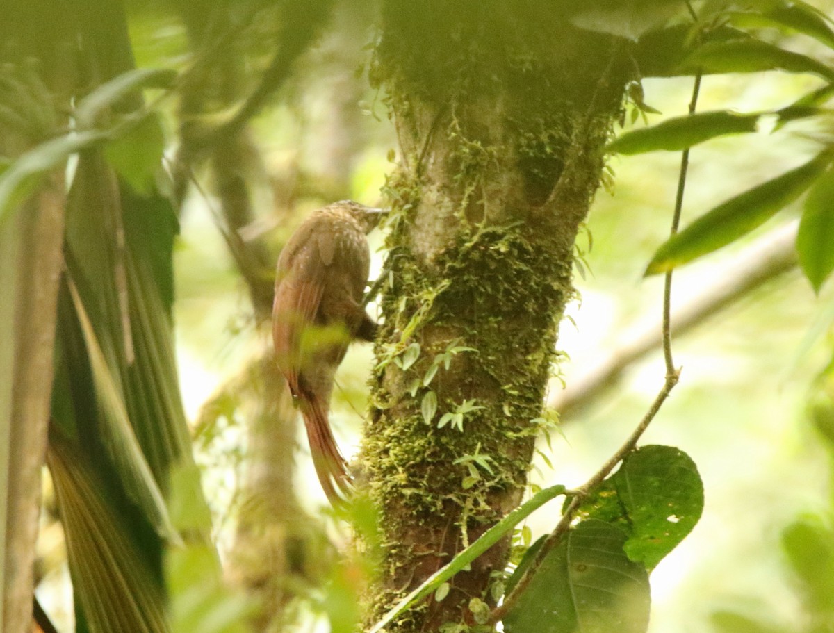 Strong-billed Woodcreeper - ML641309667