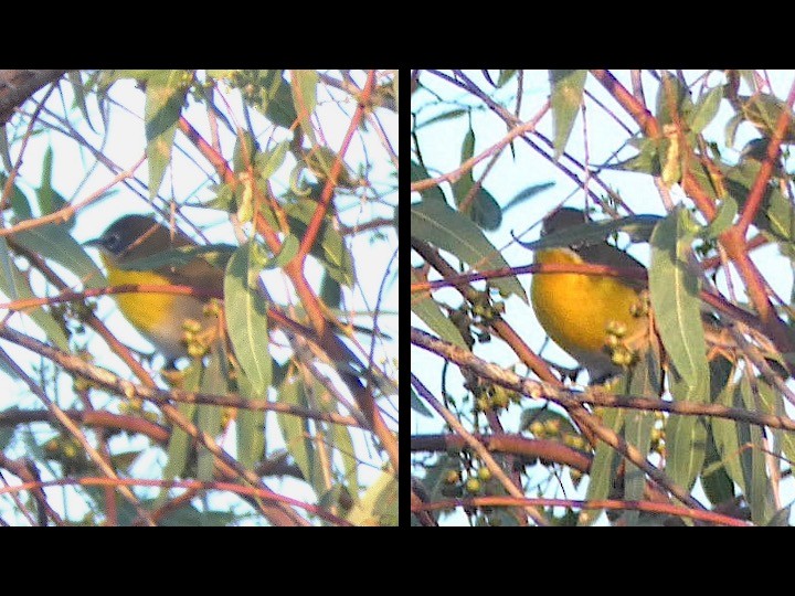 Yellow-breasted Chat - ML641309677