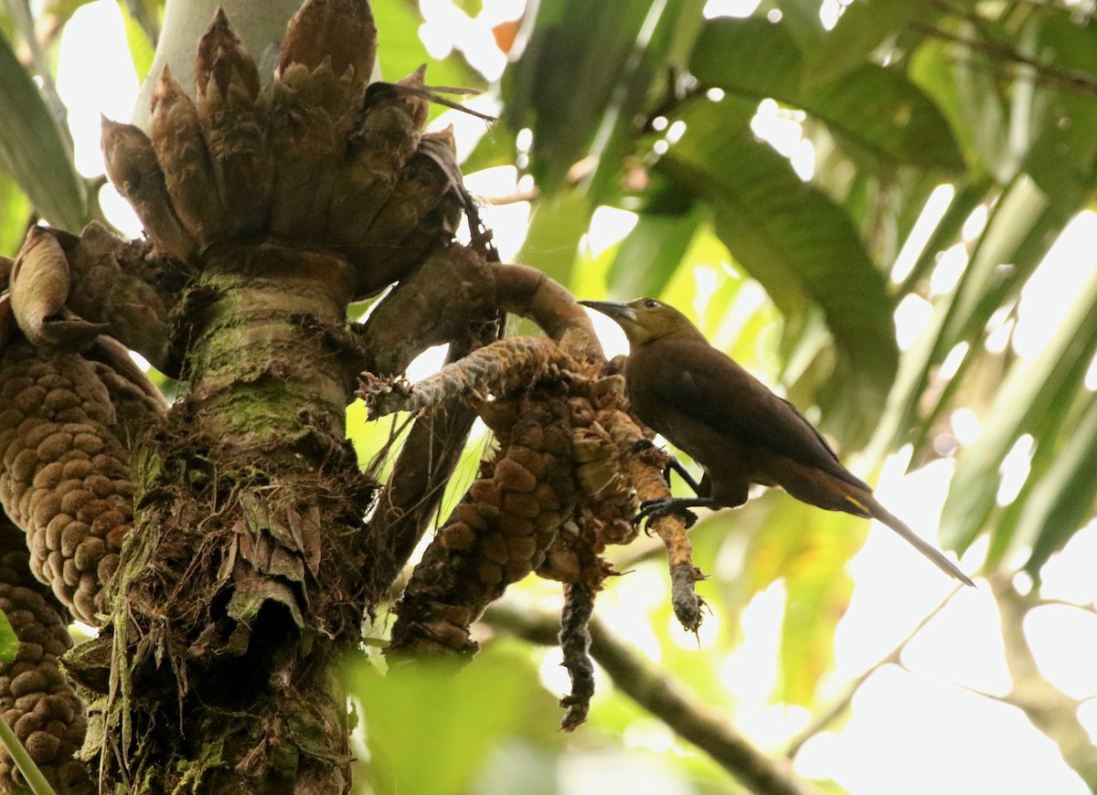 brunoropendola (angustifrons gr.) - ML641309710