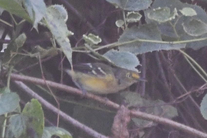 hvitøyevireo - ML641309712