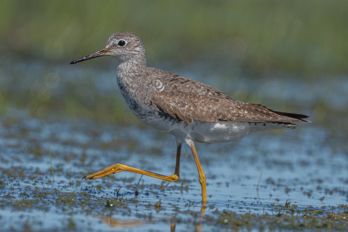 gulbeinsnipe - ML641309716
