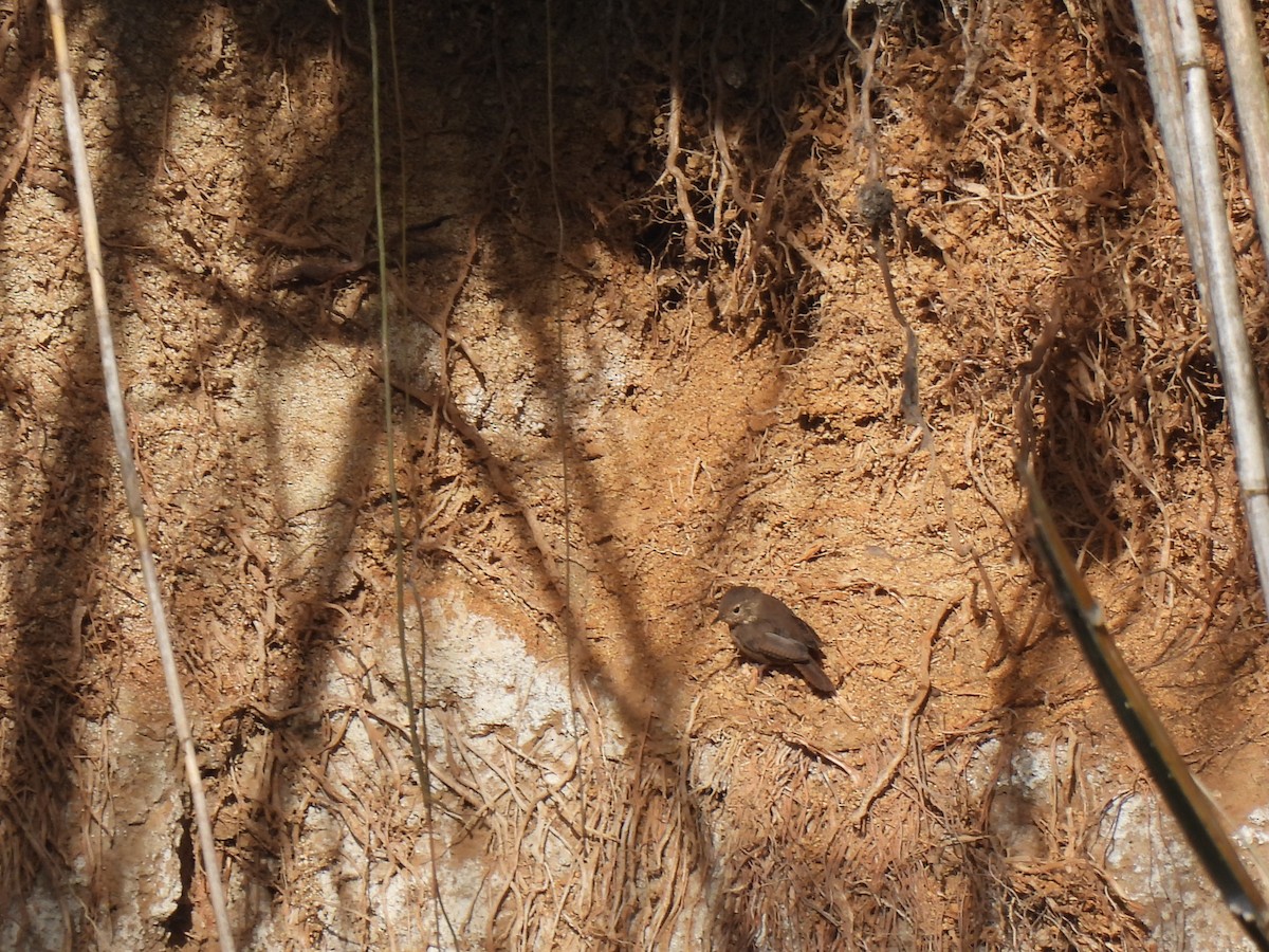 Southern House Wren - ML641309722