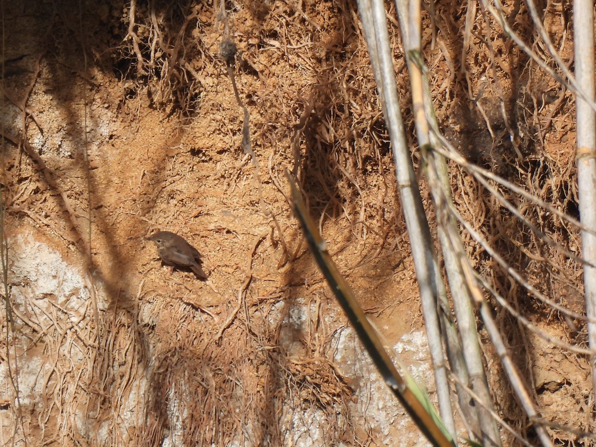 Southern House Wren - ML641309724
