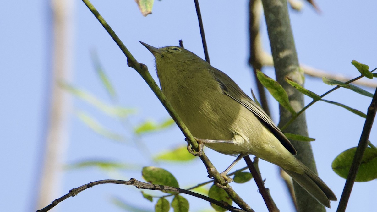 oransjekroneparula - ML641309727
