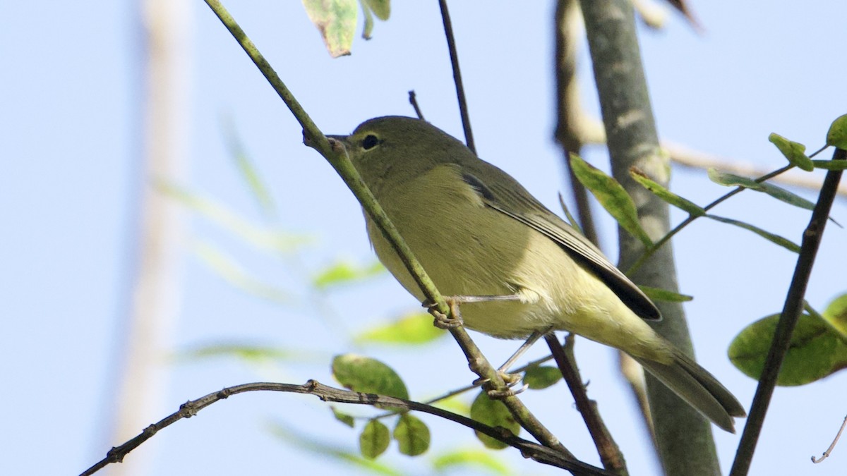 oransjekroneparula - ML641309729
