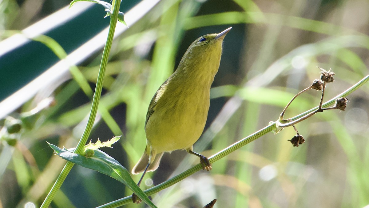 oransjekroneparula - ML641309738