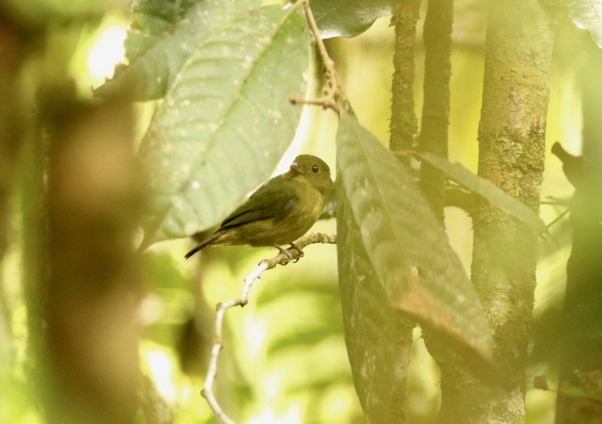 Manakin vert - ML641309744