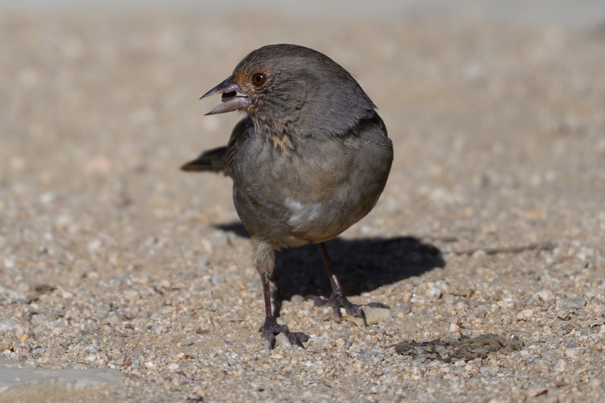 California Towhee - ML641309751
