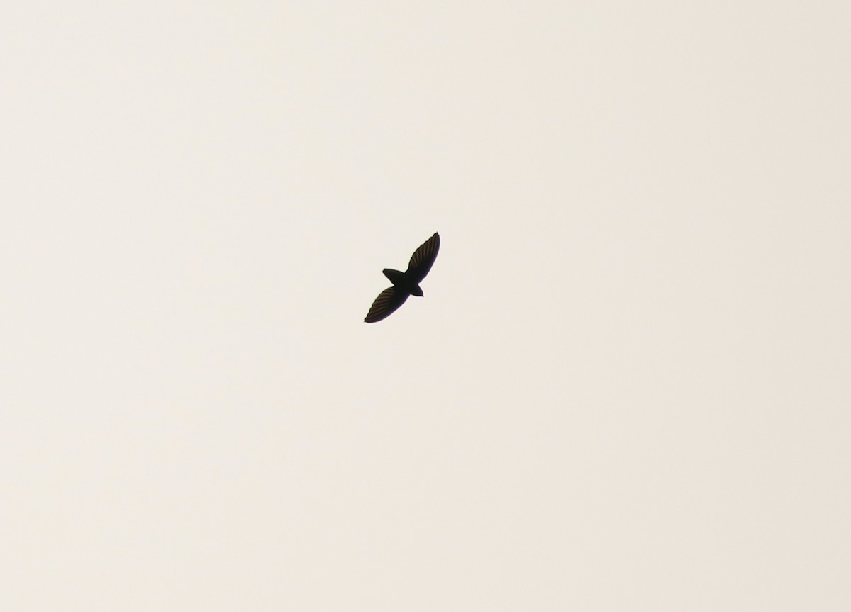 Short-tailed Swift (Short-tailed) - ML641309754