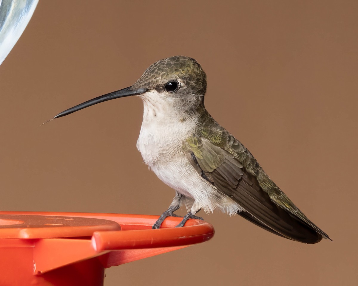 Black-chinned Hummingbird - ML641309783