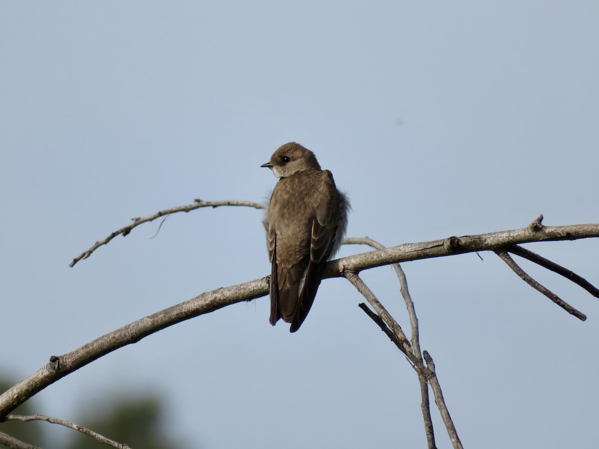 Northern Rough-winged Swallow - ML641309795