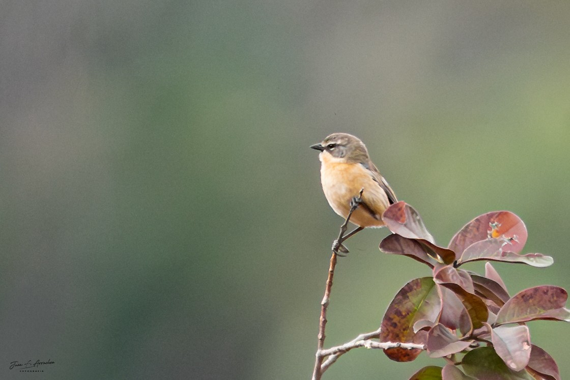Long-tailed Reed Finch - ML641309821