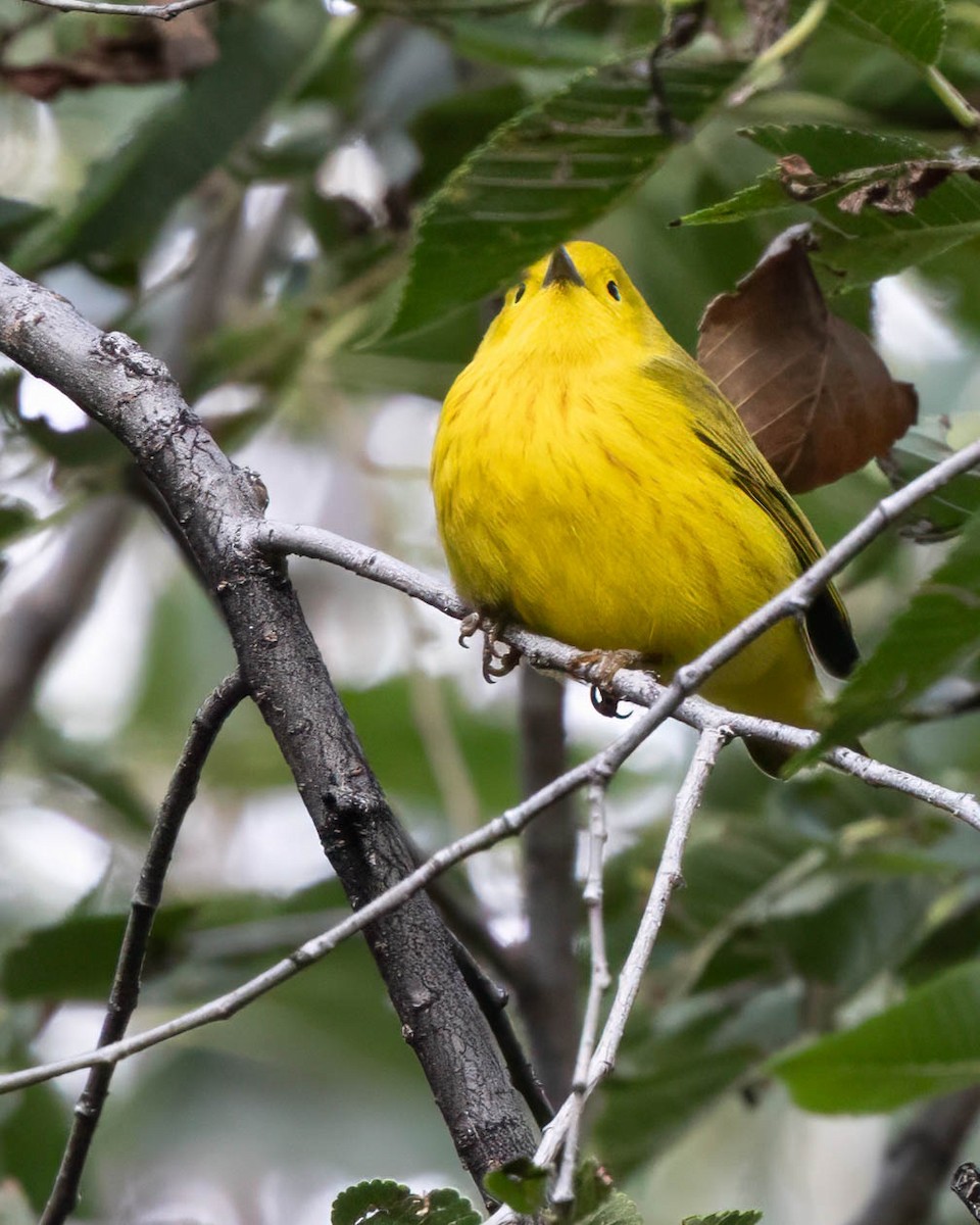 Yellow Warbler - ML641309947