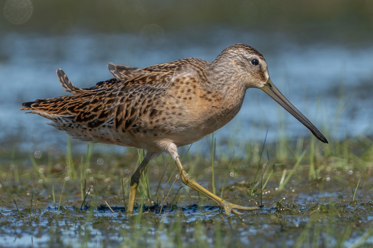 Short-billed Dowitcher - ML641309960