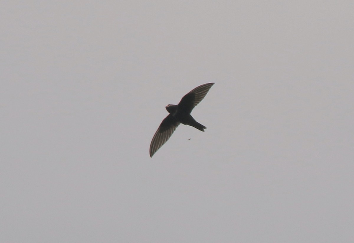 White-chested Swift - ML641309964