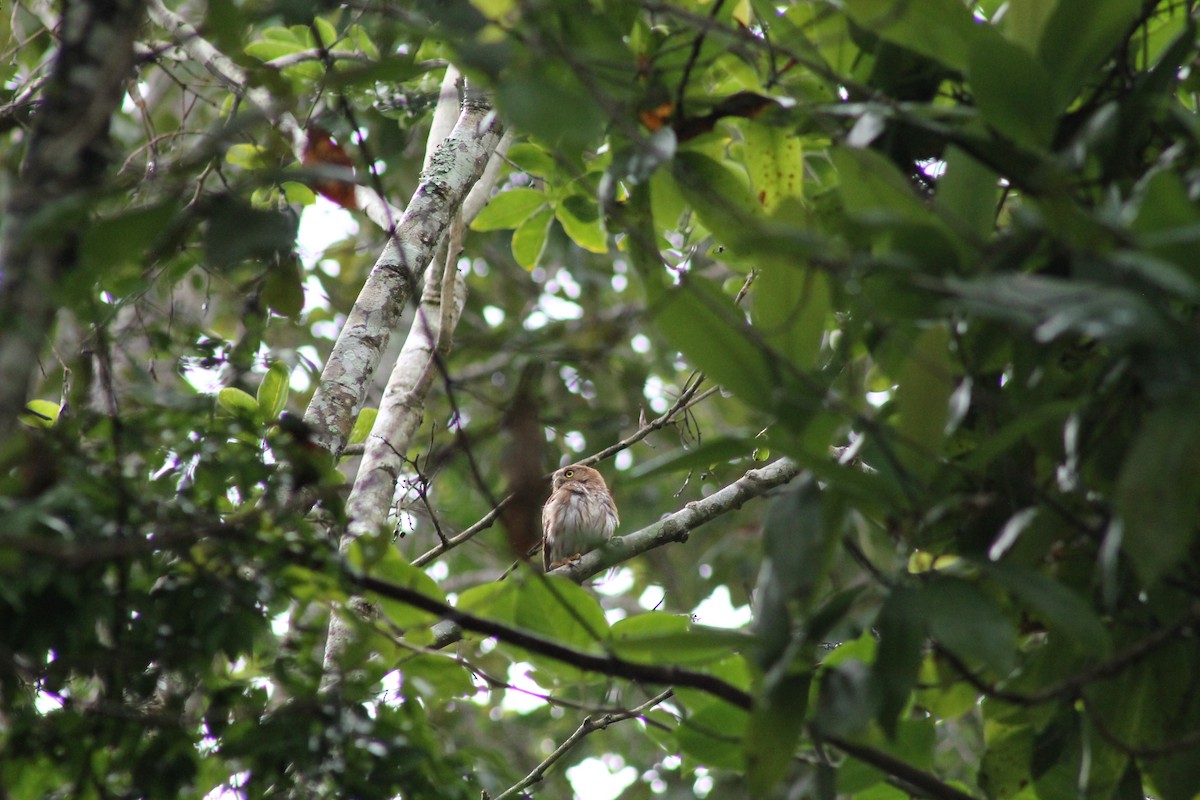 Colima Pygmy-Owl - ML641309970
