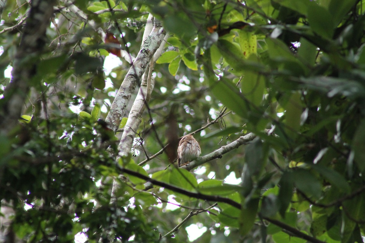 Colima Pygmy-Owl - ML641309971
