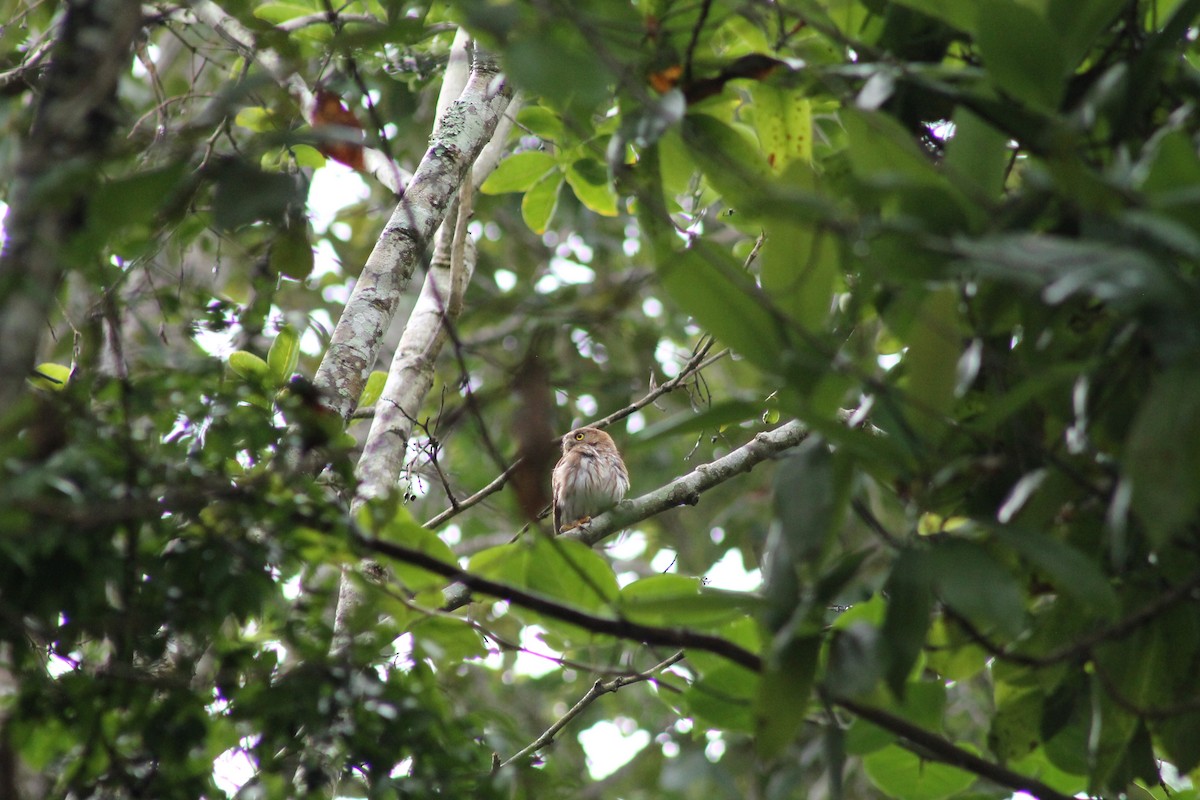 Colima Pygmy-Owl - ML641309972