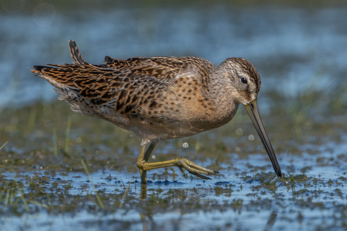 Short-billed Dowitcher - ML641309977