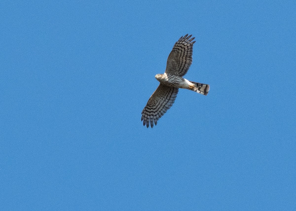 Sharp-shinned Hawk - ML641310002