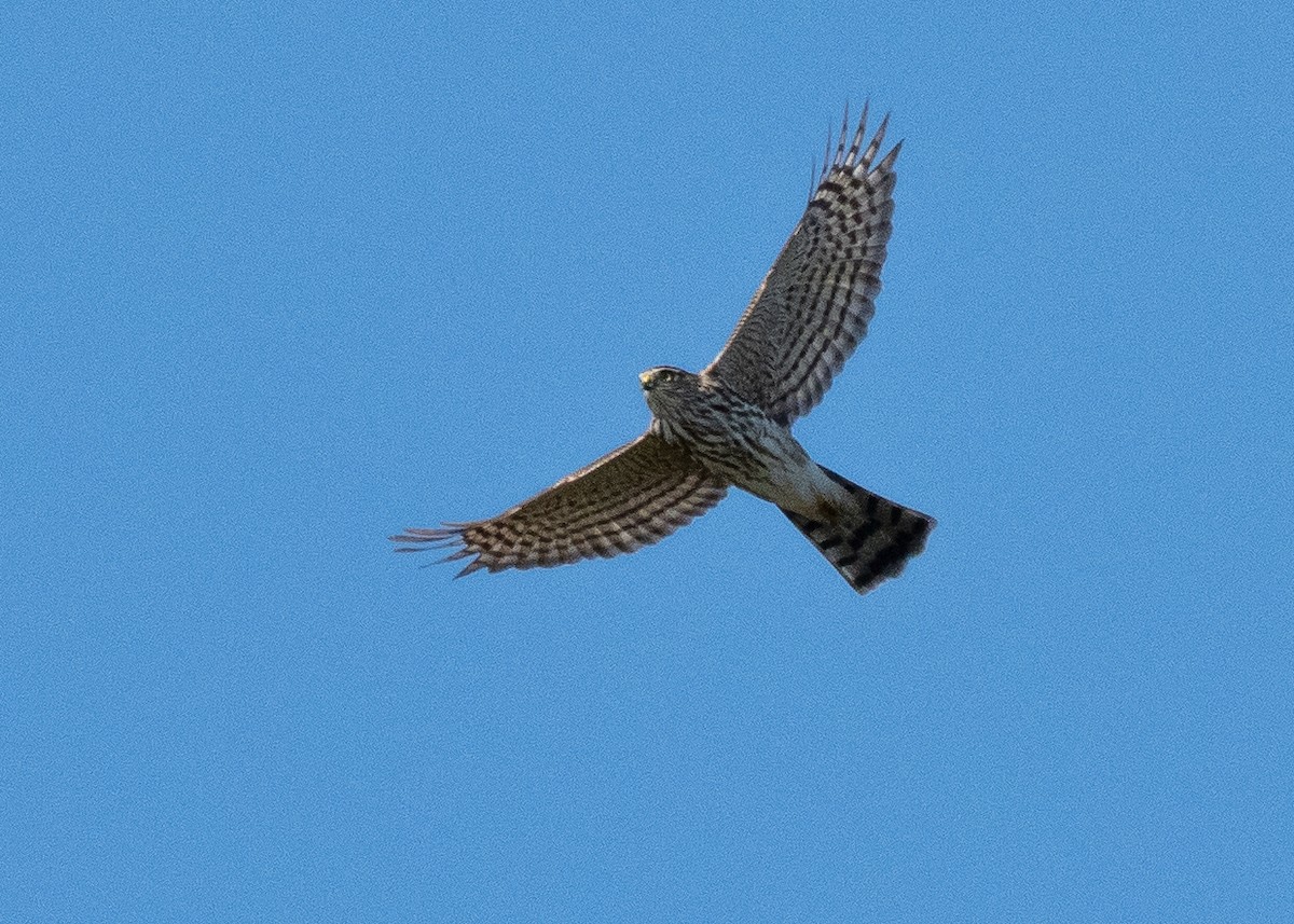 Sharp-shinned Hawk - ML641310003