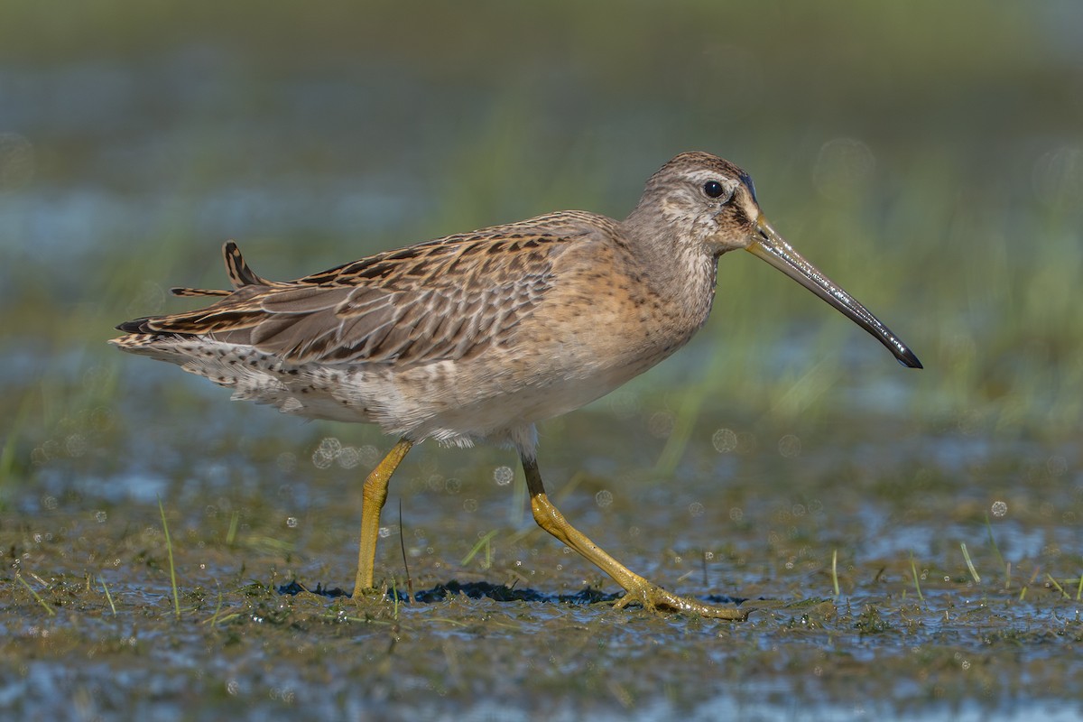 Short-billed Dowitcher - ML641310040