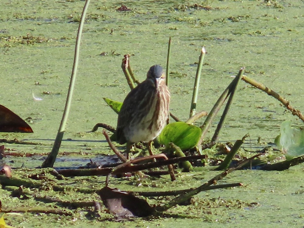 Green Heron - ML641310070