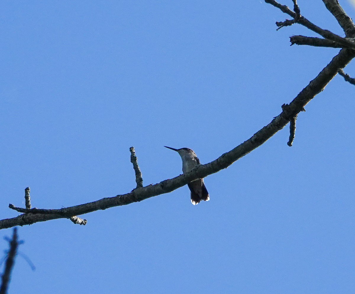Ruby-throated Hummingbird - ML641310071
