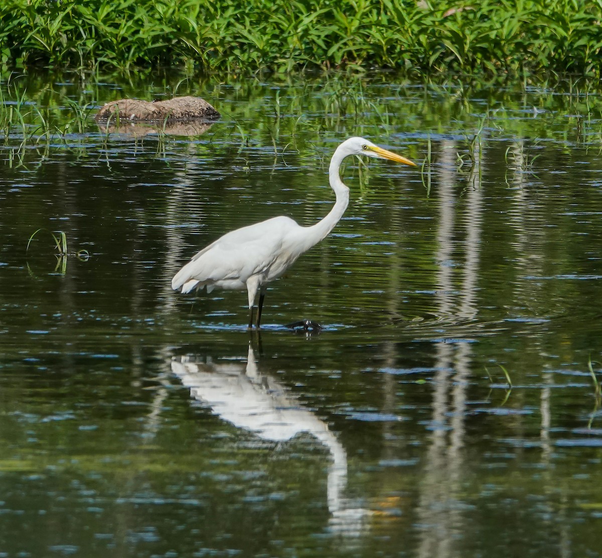 Great Egret - ML641310073
