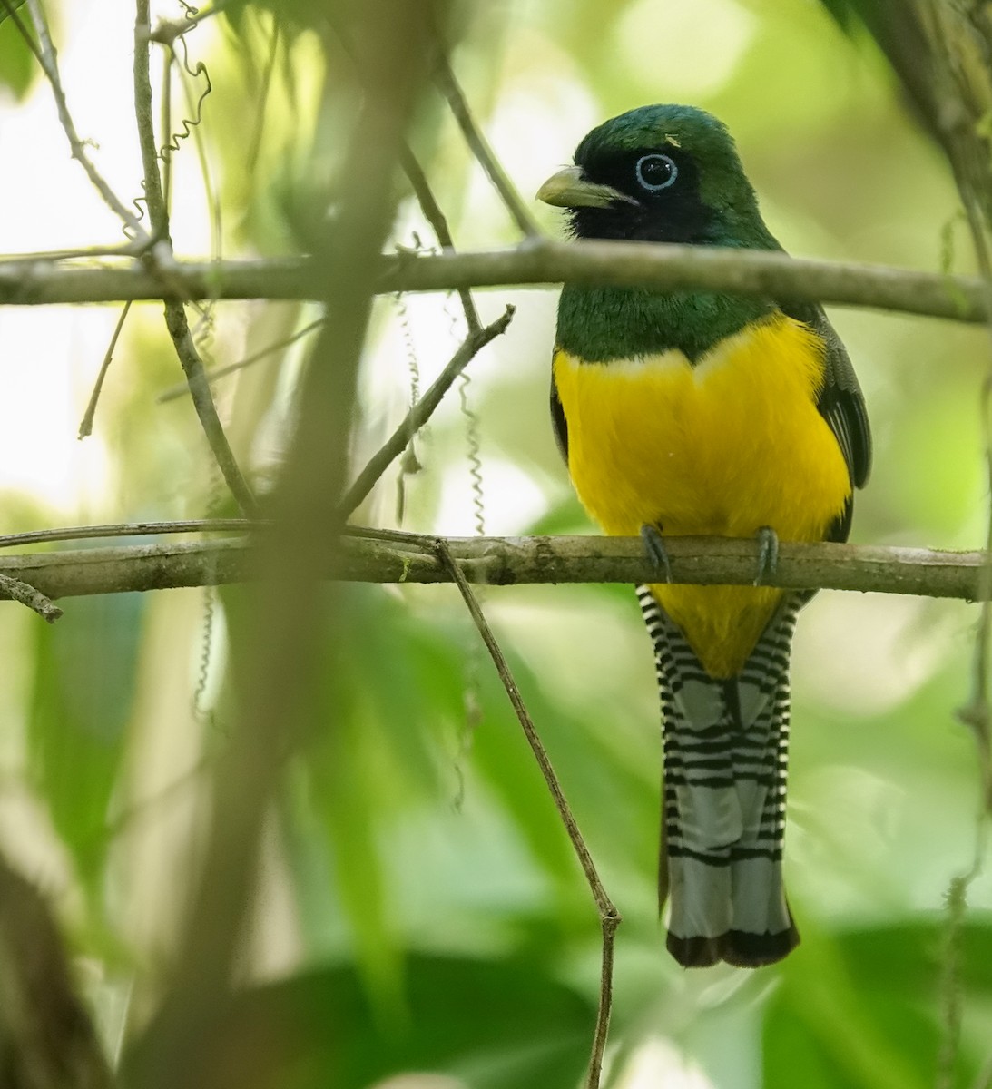 trogon modroocasý - ML641310100