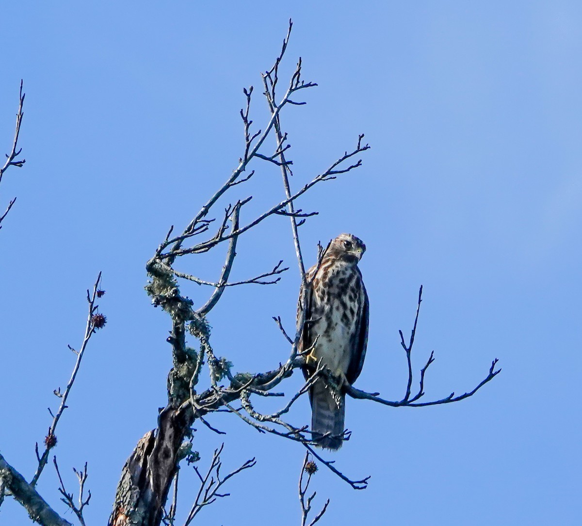 Red-shouldered Hawk - ML641310101